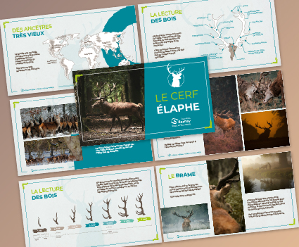 Presentation Brame du Cerf