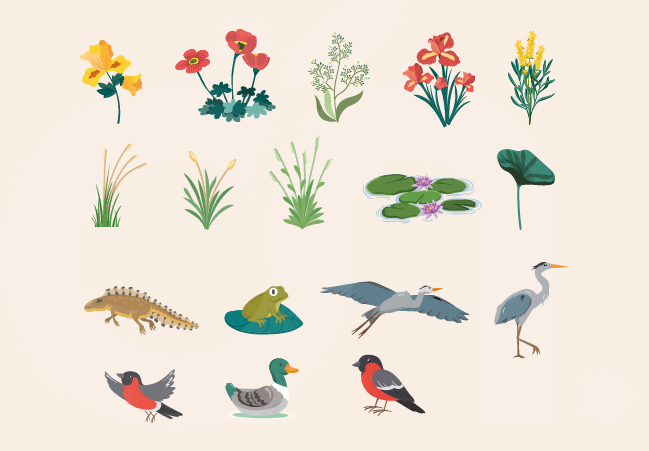 Illustrations Guide des mares